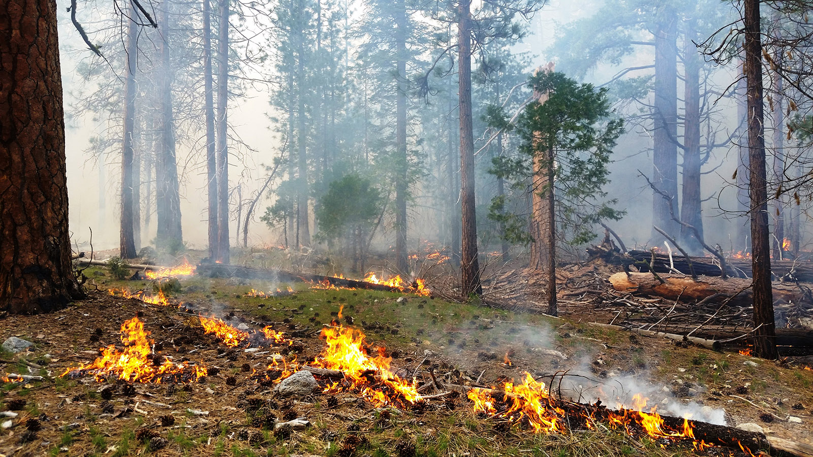 Prescribed Burn in Forest