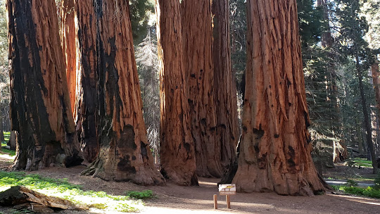 Sequoia National Park
