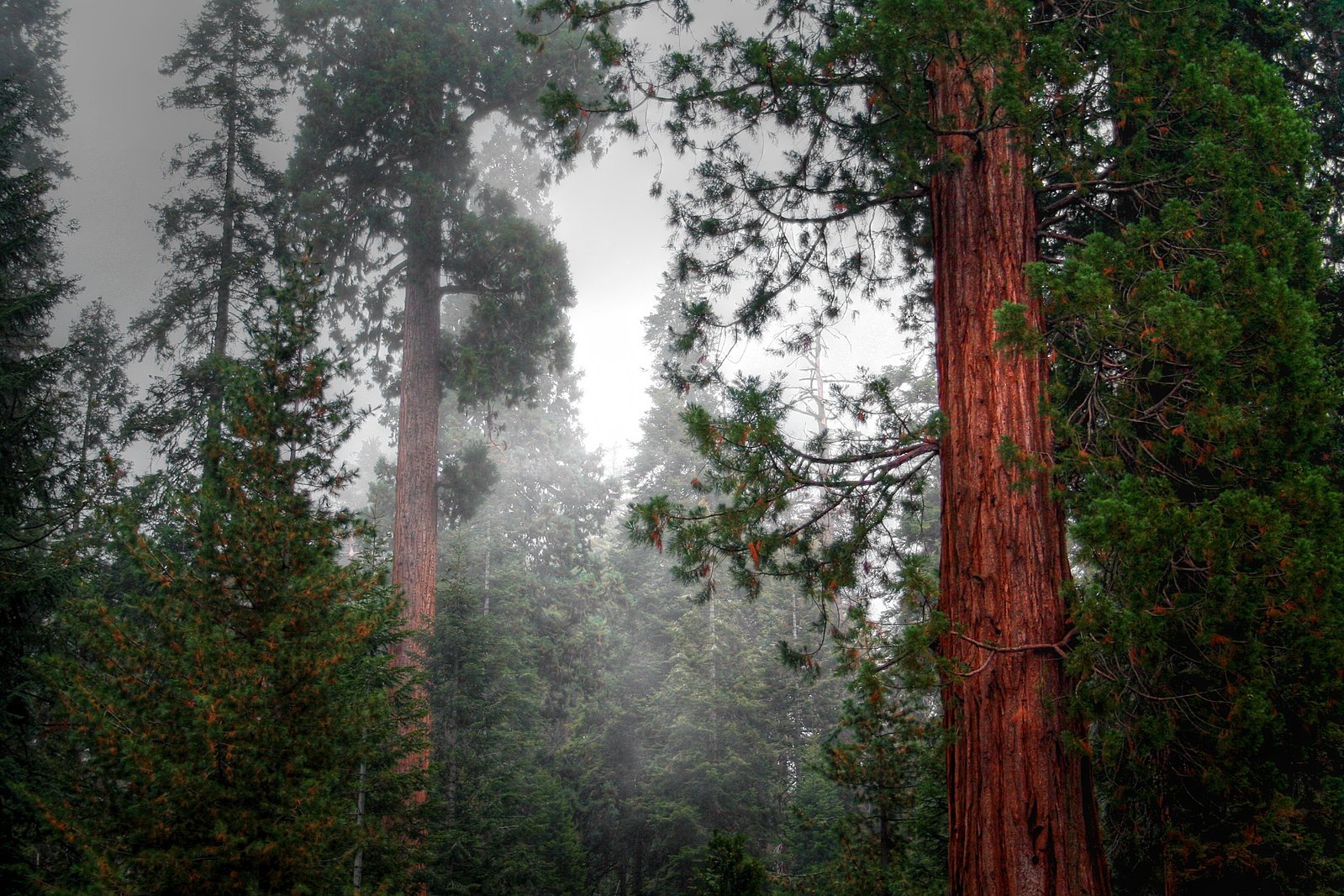 Sequoia National Park Scenery