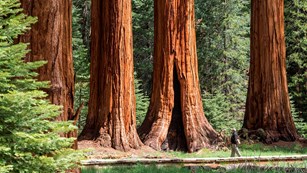 Sequoia Grove Planning