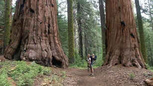Sequoia Grove Exploring