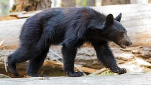 Black Bear