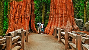 Sequoia Park Trail